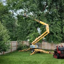 Reliable Mauriceville, TX Tree Care Solutions