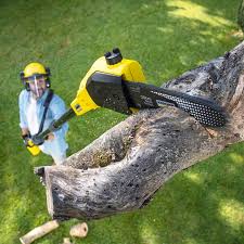 Best Tree Preservation Services  in Mauriceville, TX
