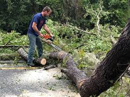 How Our Tree Care Process Works  in  Mauriceville, TX