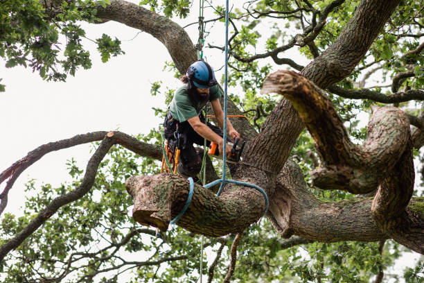 Best Seasonal Cleanup (Spring/Fall)  in Mauriceville, TX