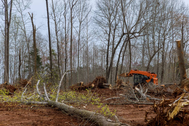 Best Arborist Consultation Services  in Mauriceville, TX