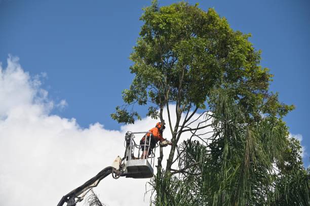 Best Tree Risk Assessment  in Mauriceville, TX