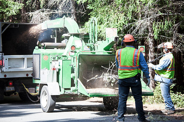 Best Tree Cabling and Bracing  in Mauriceville, TX
