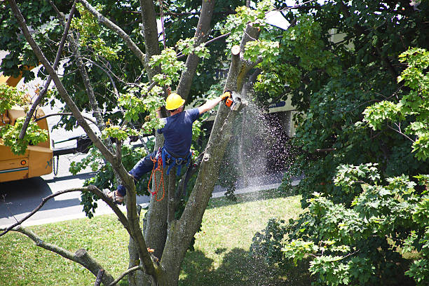 Best Stump Grinding and Removal  in Mauriceville, TX