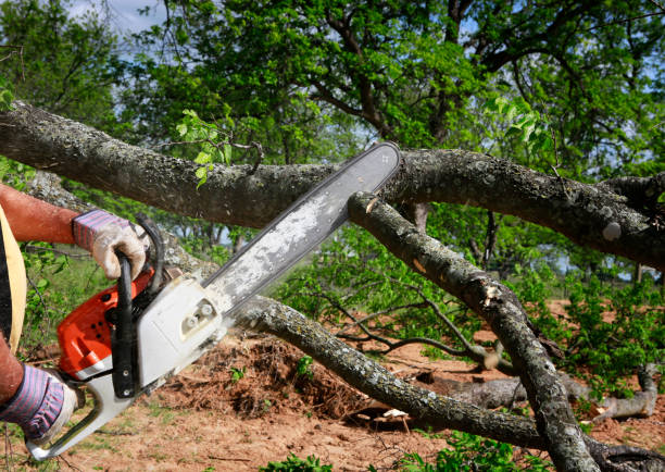 Best Weed Control  in Mauriceville, TX